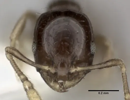 Monomorium malatu specimen CASENT0246076 image casent0246076_2