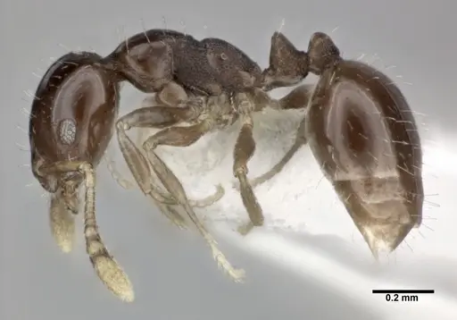 Monomorium malatu specimen CASENT0246076 image casent0246076_3