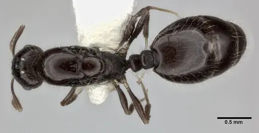 Monomorium malatu specimen CASENT0246077 image casent0246077_1