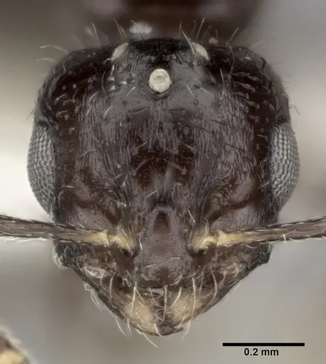 Monomorium malatu specimen CASENT0246077 image casent0246077_2