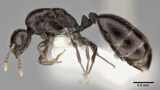 Monomorium malatu specimen CASENT0246077 image casent0246077_3