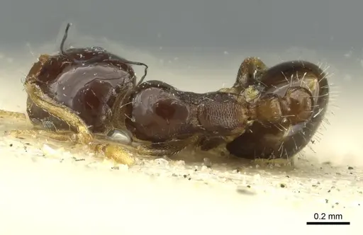 Monomorium malatu specimen RMCAENT000017770 image rmcaent000017770_1