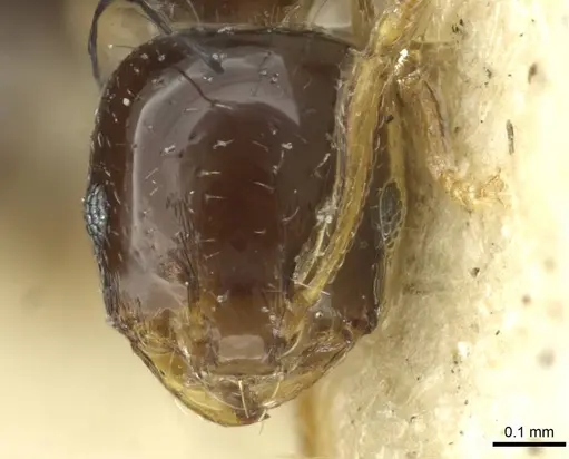 Monomorium malatu specimen RMCAENT000017770 image rmcaent000017770_2