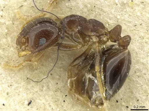 Monomorium malatu specimen RMCAENT000017770 image rmcaent000017770_3