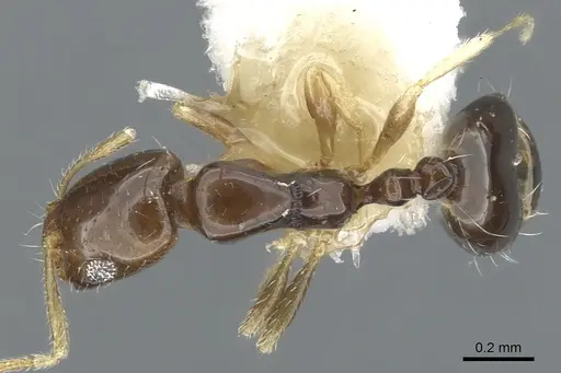 Monomorium manir specimen CASENT0902242 image casent0902242_1