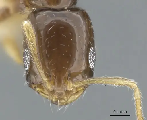 Monomorium manir specimen CASENT0902242 image casent0902242_2