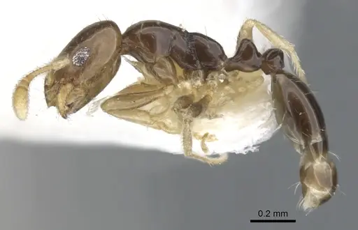 Monomorium manir specimen CASENT0902242 image casent0902242_3
