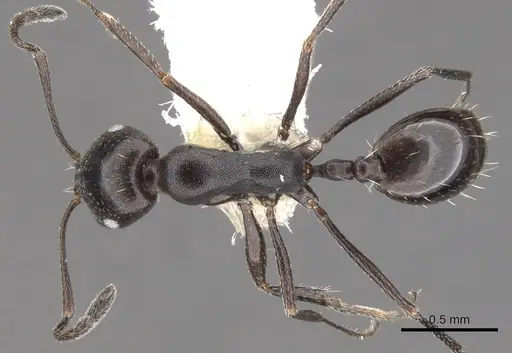 Monomorium mantazenum specimen CASENT0902206 image casent0902206_1