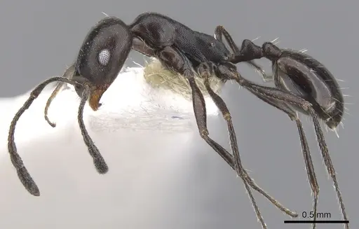 Monomorium mantazenum specimen CASENT0902206 image casent0902206_3