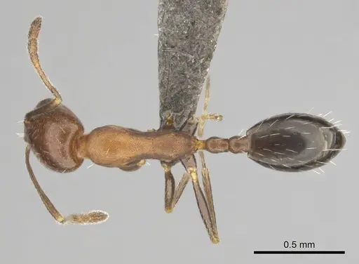 Monomorium marshi specimen CASENT0814129 image casent0814129_1
