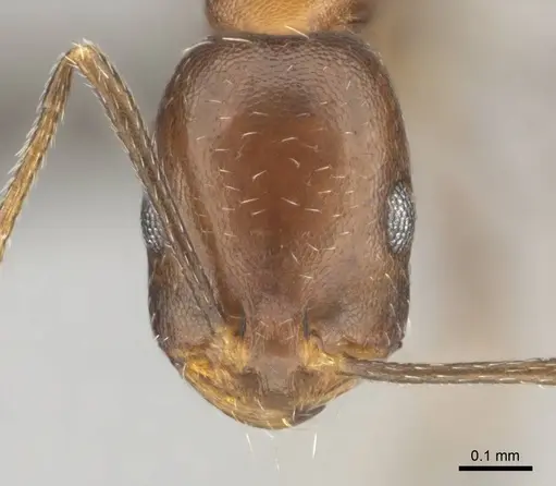 Monomorium marshi specimen CASENT0814129 image casent0814129_2