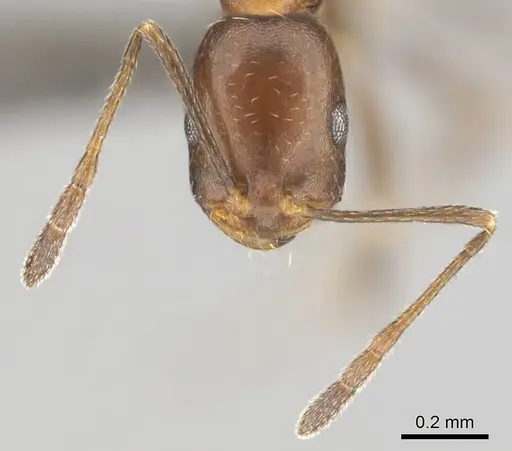 Monomorium marshi specimen CASENT0814129 image casent0814129_3
