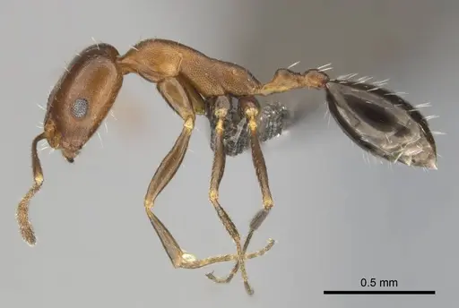 Monomorium marshi specimen CASENT0814129 image casent0814129_4