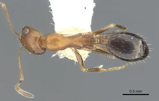 Monomorium marshi specimen CASENT0903659 image casent0903659_1