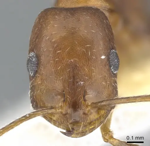 Monomorium marshi specimen CASENT0903659 image casent0903659_2