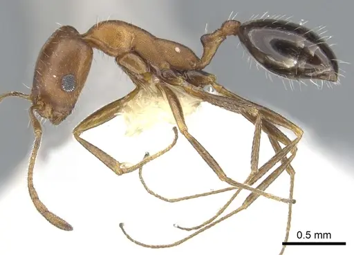 Monomorium marshi specimen CASENT0903659 image casent0903659_3