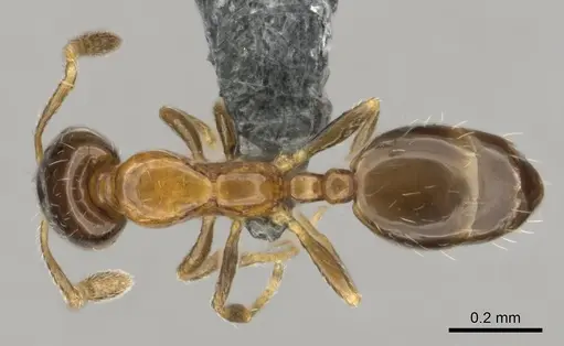 Monomorium mavide specimen CASENT0259036 image casent0259036_1