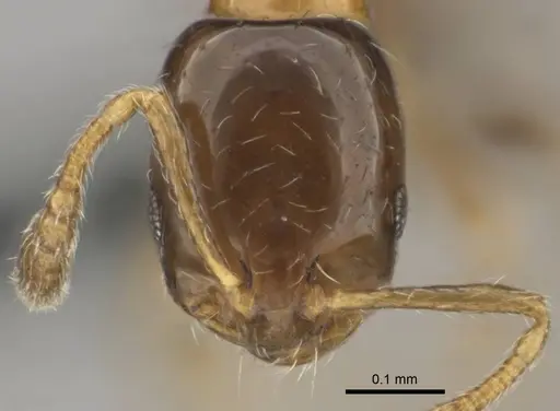 Monomorium mavide specimen CASENT0259036 image casent0259036_2