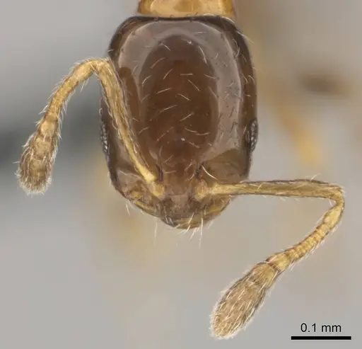 Monomorium mavide specimen CASENT0259036 image casent0259036_3