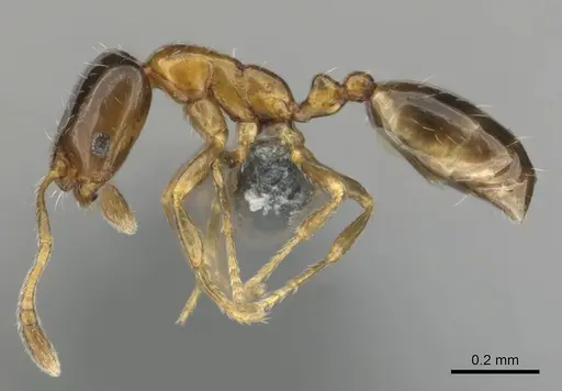 Monomorium mavide specimen CASENT0259036 image casent0259036_4