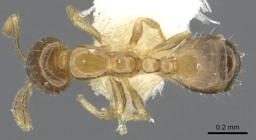 Monomorium mavide specimen CASENT0902262 image casent0902262_1