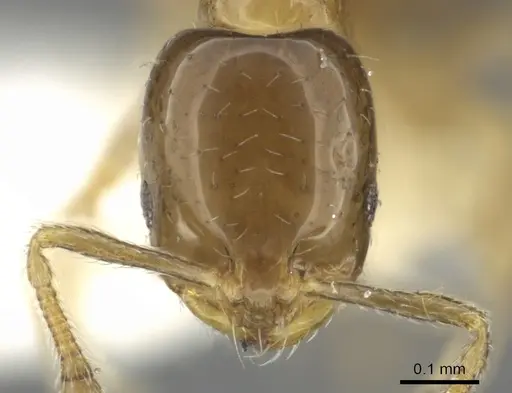 Monomorium mavide specimen CASENT0902262 image casent0902262_2