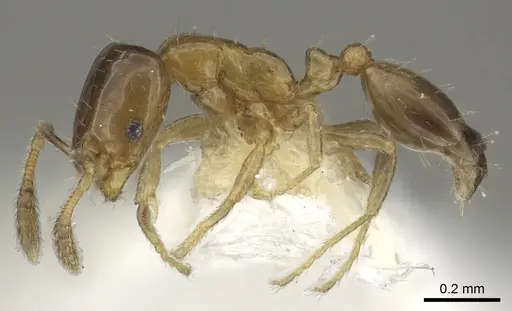 Monomorium mavide specimen CASENT0902262 image casent0902262_3