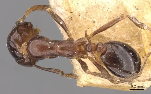 Monomorium medinae specimen CASENT0908731 image casent0908731_1