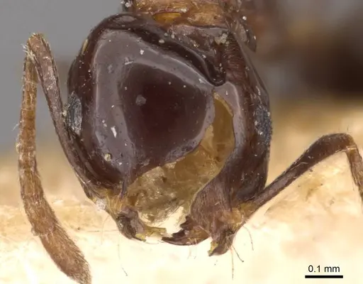 Monomorium medinae specimen CASENT0908731 image casent0908731_2