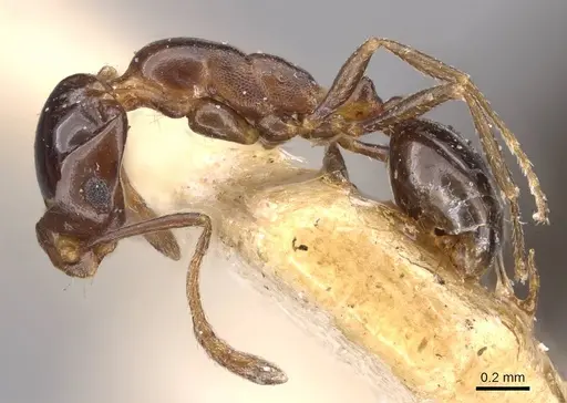 Monomorium medinae specimen CASENT0908731 image casent0908731_3