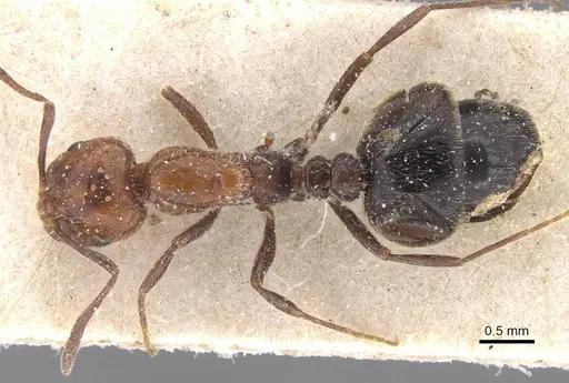 Monomorium medinae specimen CASENT0913816 image casent0913816_1