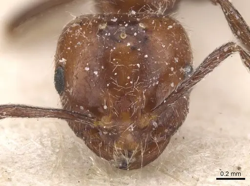 Monomorium medinae specimen CASENT0913816 image casent0913816_2