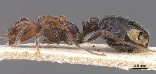 Monomorium medinae specimen CASENT0913816 image casent0913816_3