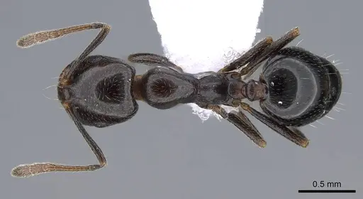 Monomorium medinae specimen CASENT0914825 image casent0914825_1
