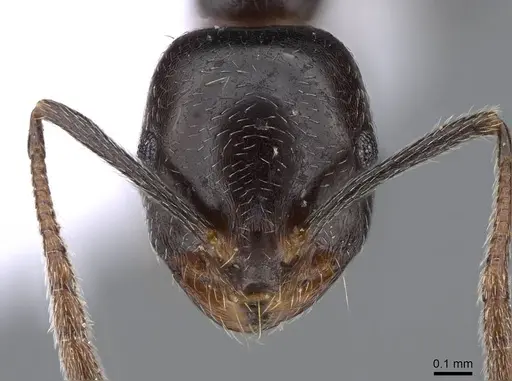 Monomorium medinae specimen CASENT0914825 image casent0914825_2