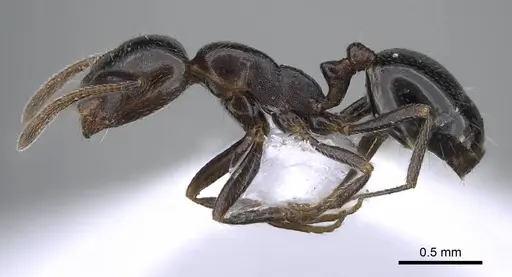 Monomorium medinae specimen CASENT0914825 image casent0914825_3