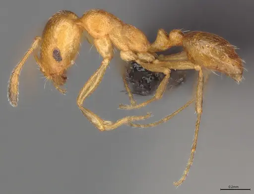 Monomorium mediocre specimen CASENT0810816 image casent0810816_1