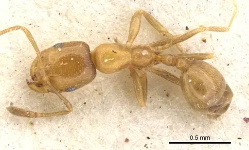 Monomorium mediocre specimen CASENT0902213 image casent0902213_1