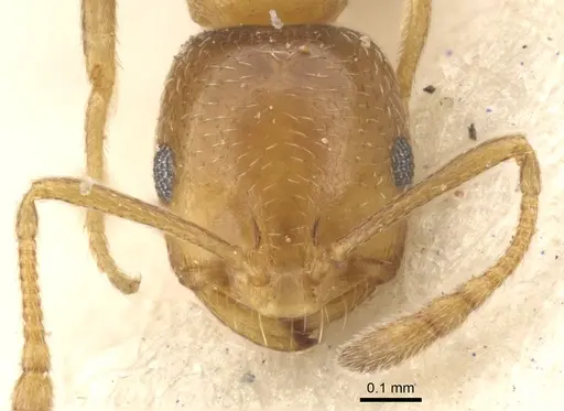 Monomorium mediocre specimen CASENT0902213 image casent0902213_2