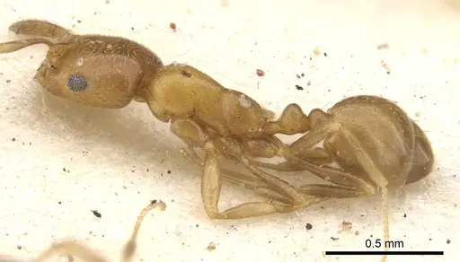 Monomorium mediocre specimen CASENT0902213 image casent0902213_3