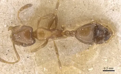 Monomorium mediocre specimen CASENT0913817 image casent0913817_1