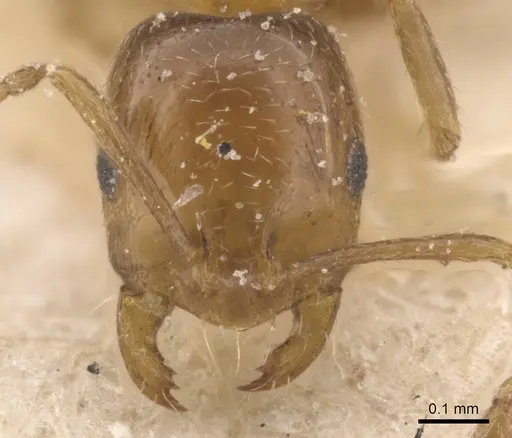 Monomorium mediocre specimen CASENT0913817 image casent0913817_2