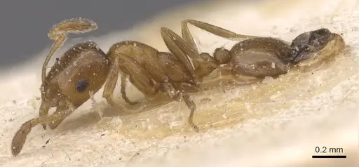 Monomorium mediocre specimen CASENT0913817 image casent0913817_3