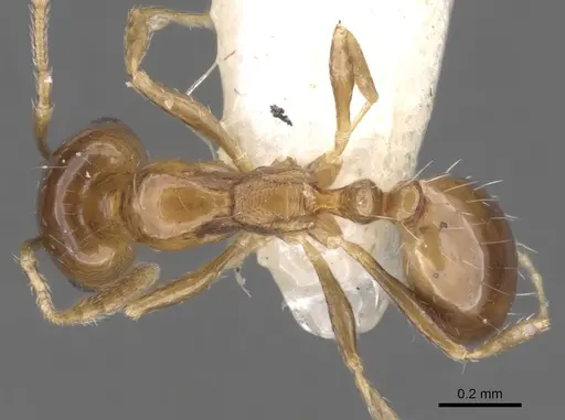 Monomorium megalops specimen CASENT0902314 image casent0902314_1