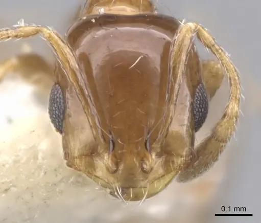 Monomorium megalops specimen CASENT0902314 image casent0902314_2