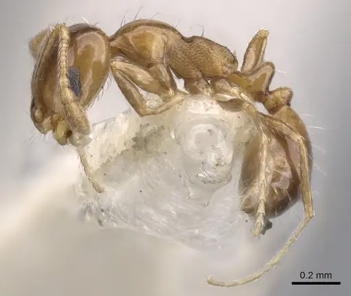 Monomorium megalops specimen CASENT0902314 image casent0902314_3