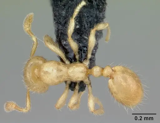 Monomorium micrommaton specimen CASENT0044969 image casent0044969_1