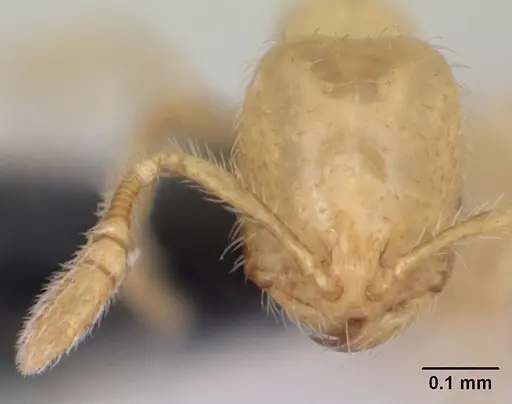 Monomorium micrommaton specimen CASENT0044969 image casent0044969_2