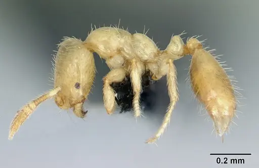 Monomorium micrommaton specimen CASENT0044969 image casent0044969_3