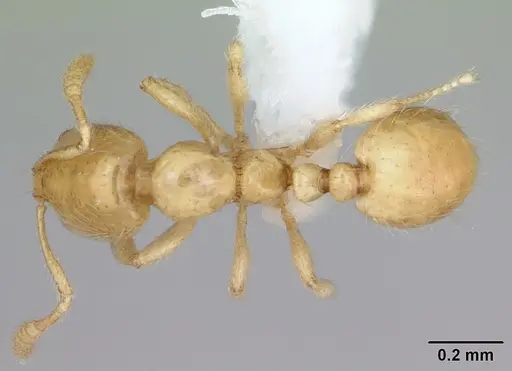 Monomorium micrommaton specimen CASENT0173599 image casent0173599_1